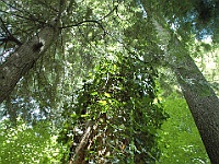 DSC 5008 adj  Once across the bridge, we saw these vines climbing the redwoods looking for light.